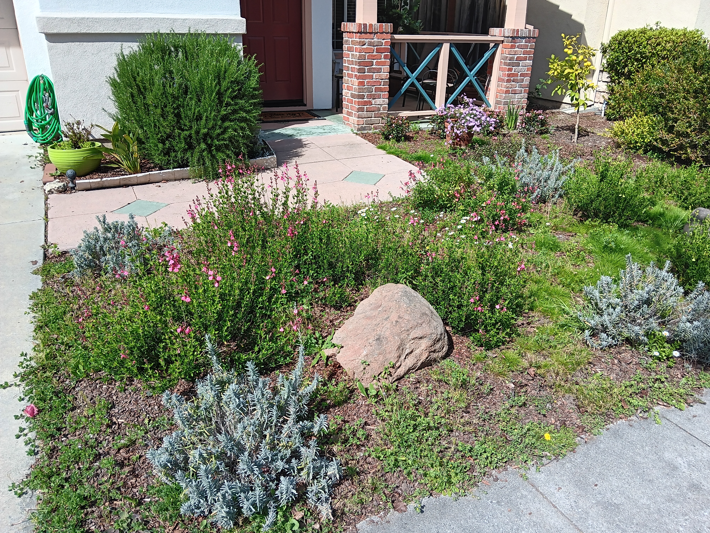 Pollinator garden replacing grass on a front lawn